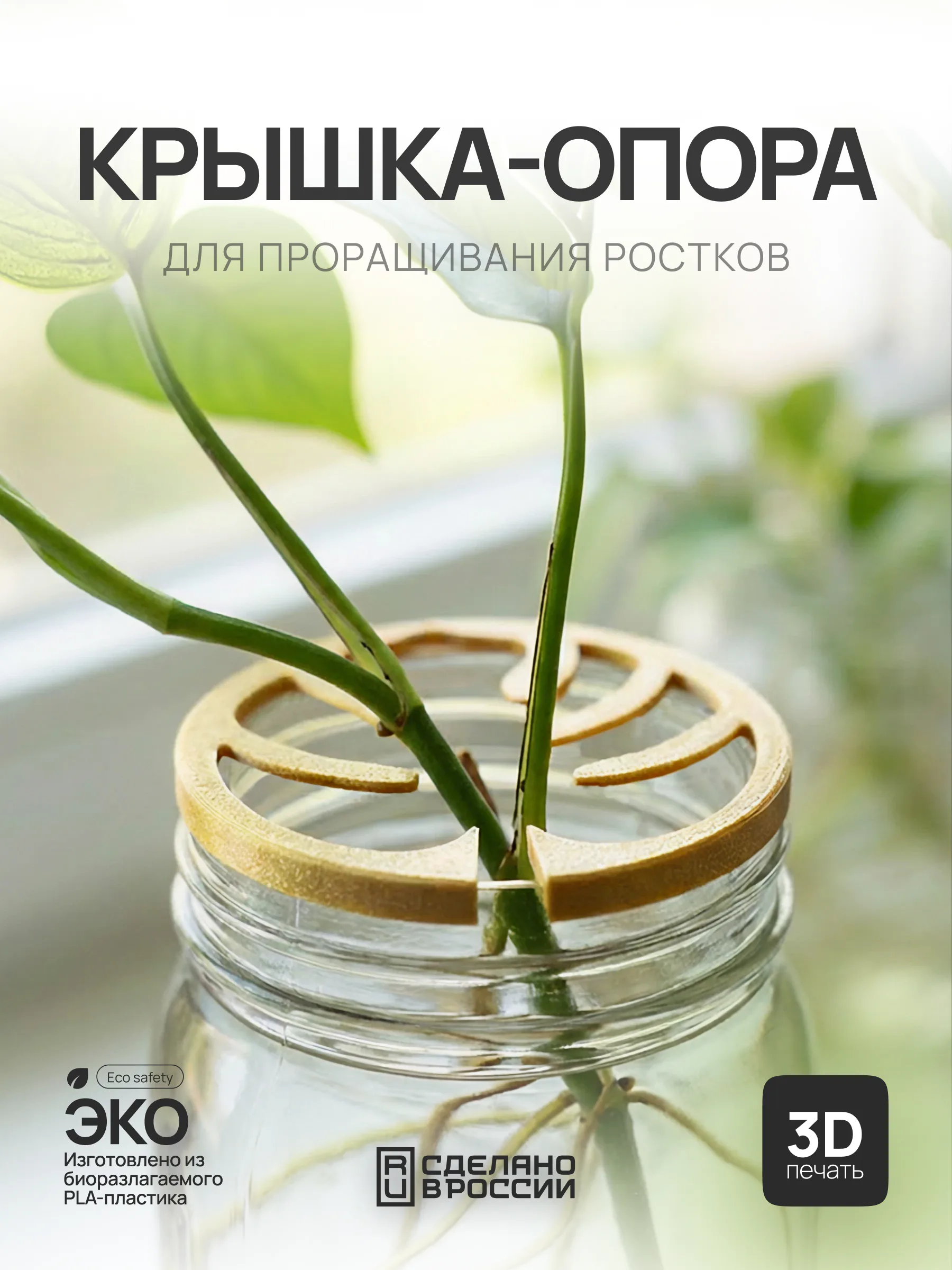GERMINATION-LID-MONSTERA-1.0